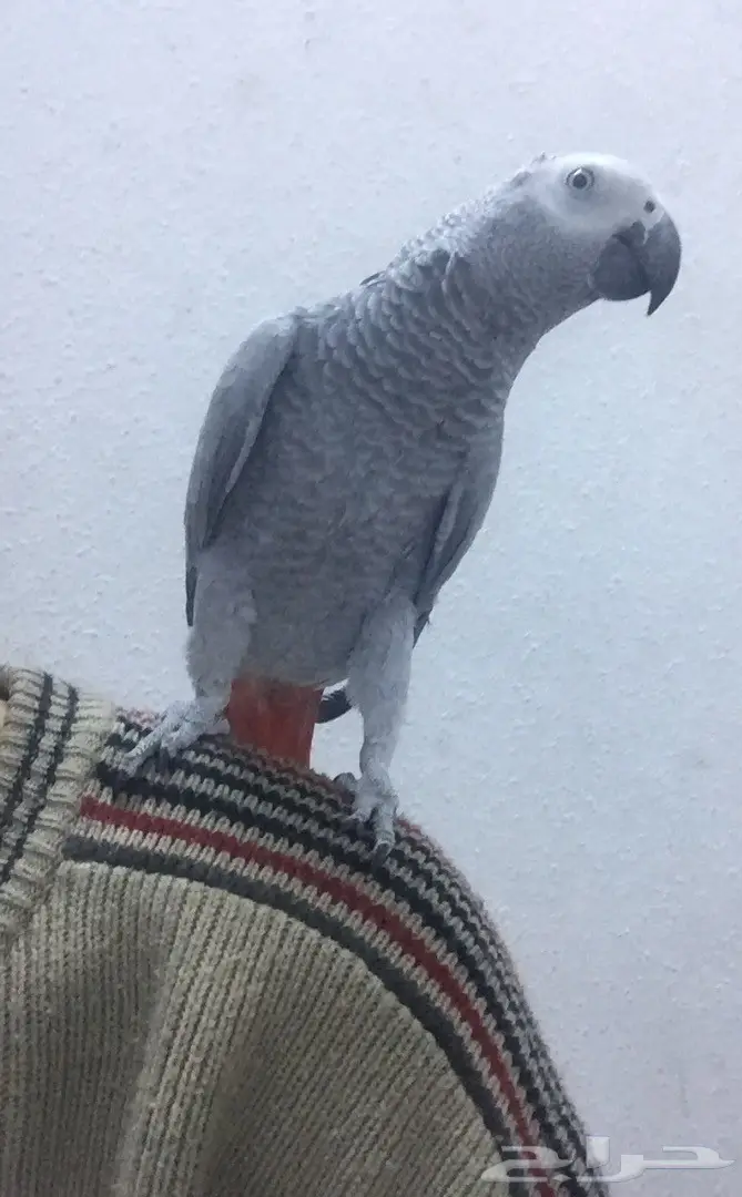 كاسكو صيد متكلم (image 1)