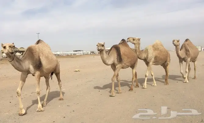 اربع لقحات ملاقيات وطيبات نفس