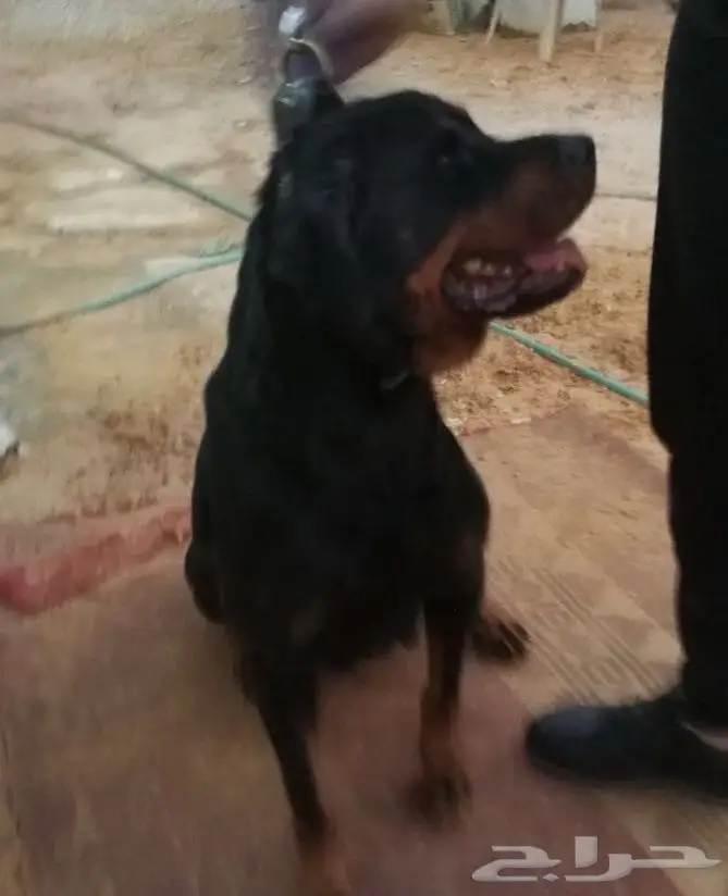 كلاب روت وايلر للبيع عدد 4 (image 4)