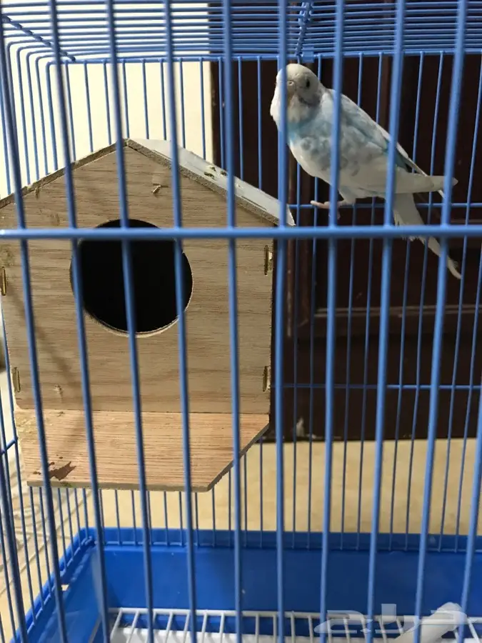 طير باجي - فرصة ذهبية! (image 2)