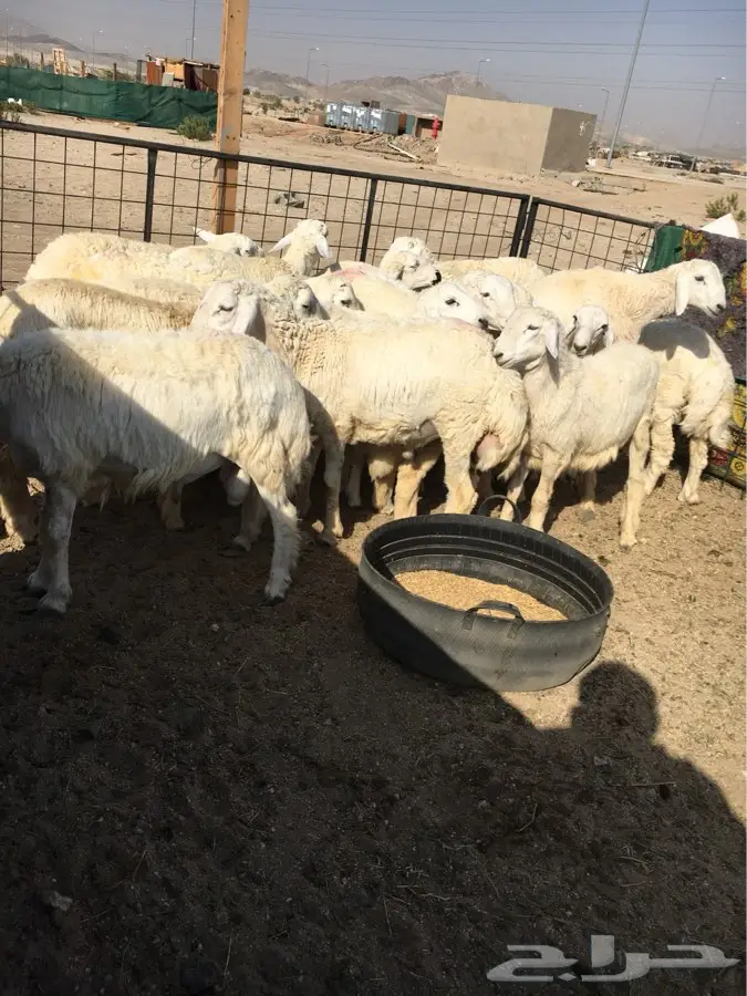 مكه - طليان العمر 5 و6 (image 1)