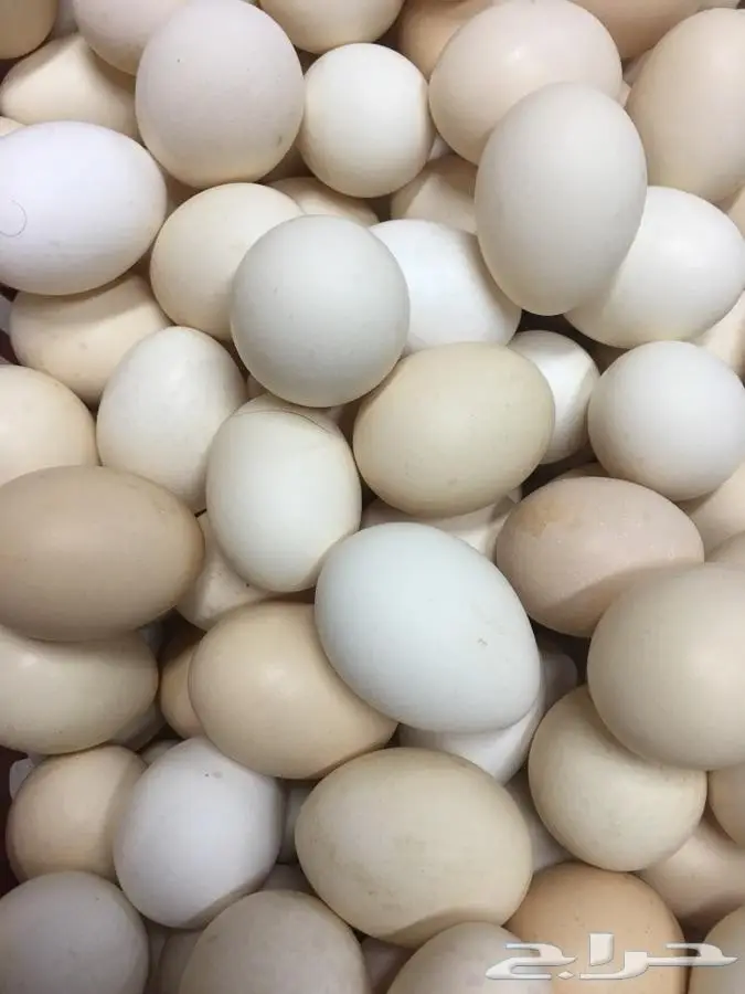 بيض بلدي طازج