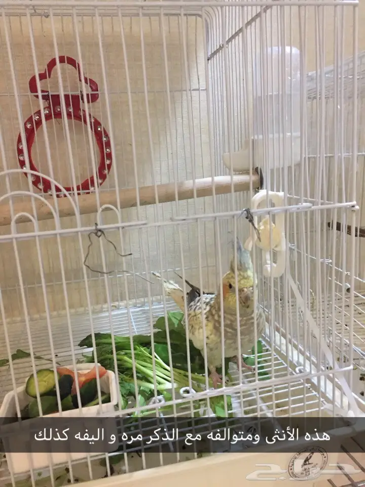 جوز كروان اليف ومتكلم ومتوالف 