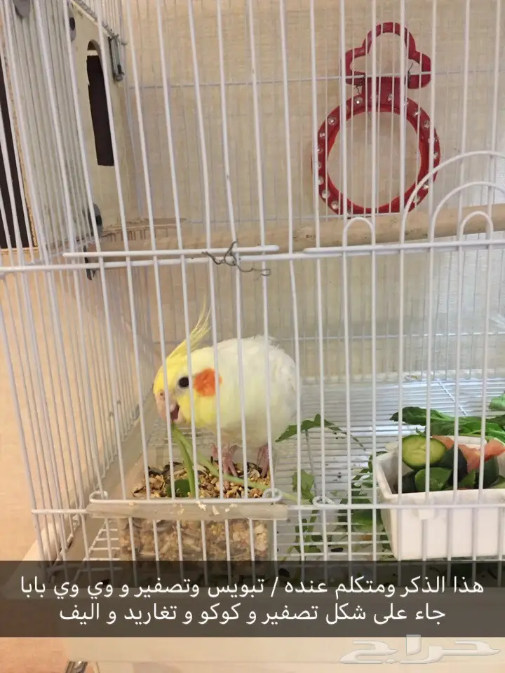 جوز كروان اليف ومتكلم ومتوالف  (image 2)