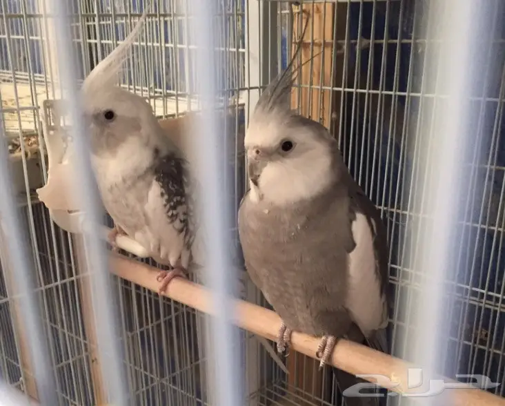 كروان هولندي للبيع