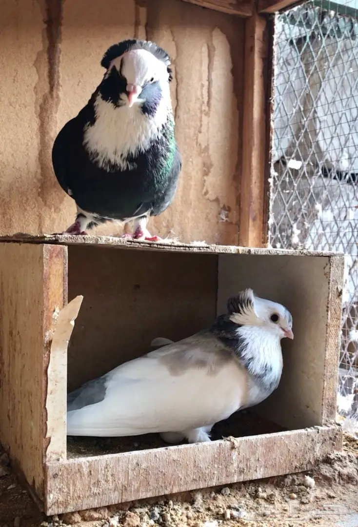 اربع اجواز عبسي (image 6)