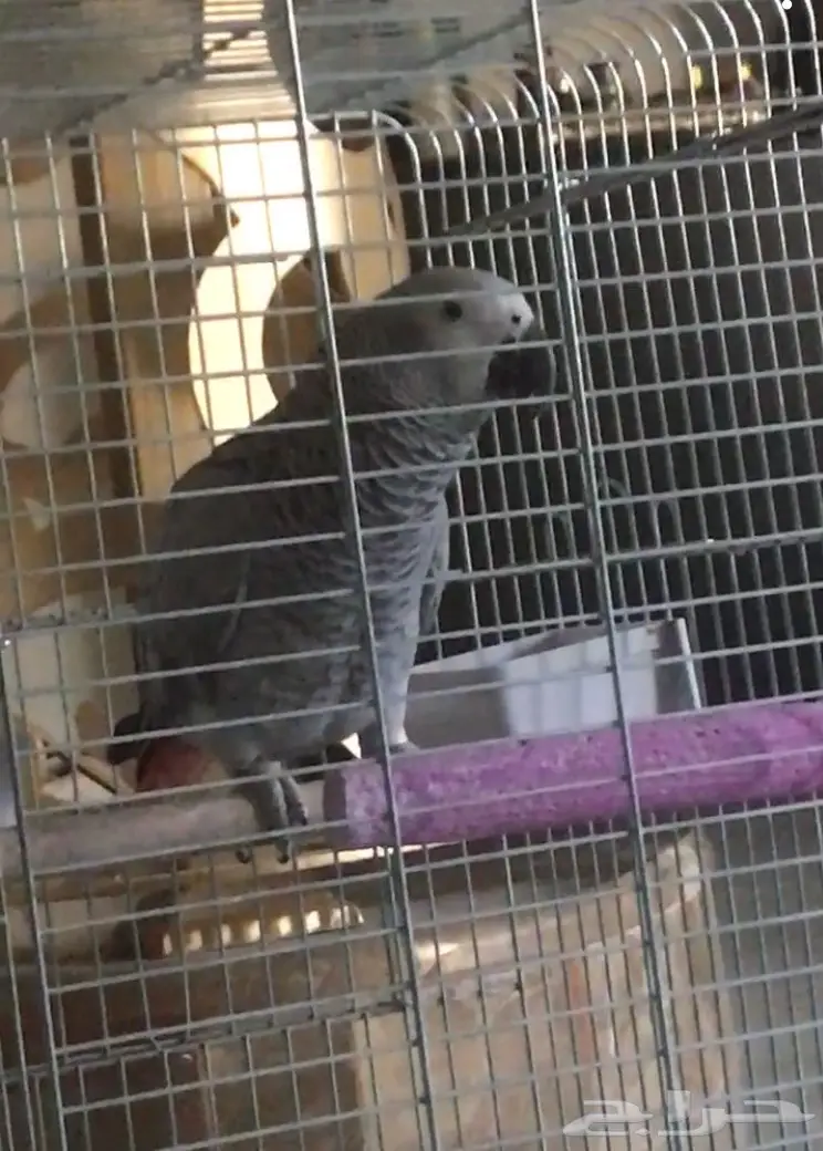 طير ببغاء  كاسكو مفقود بحي النرجس 