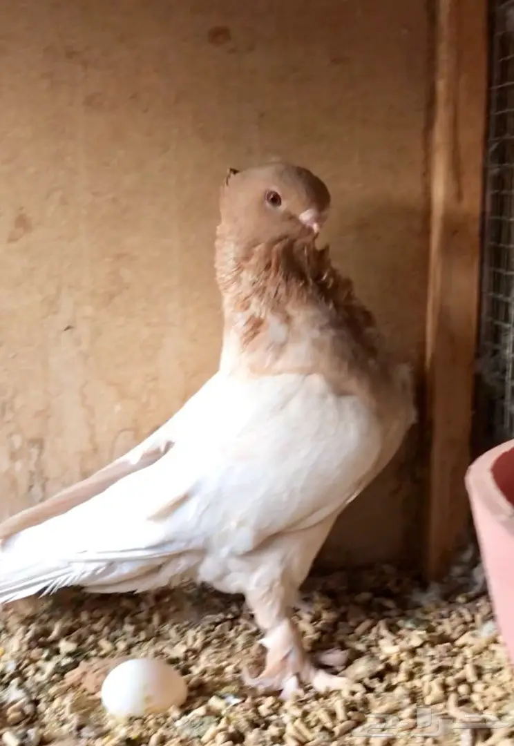 انث فراشه (image 2)