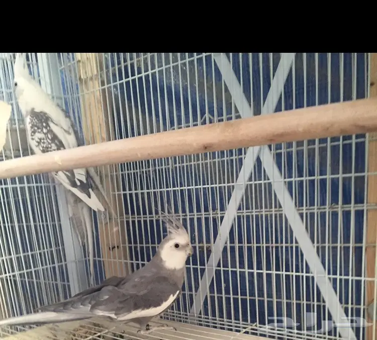 كروان هولندي للبيع (image 2)