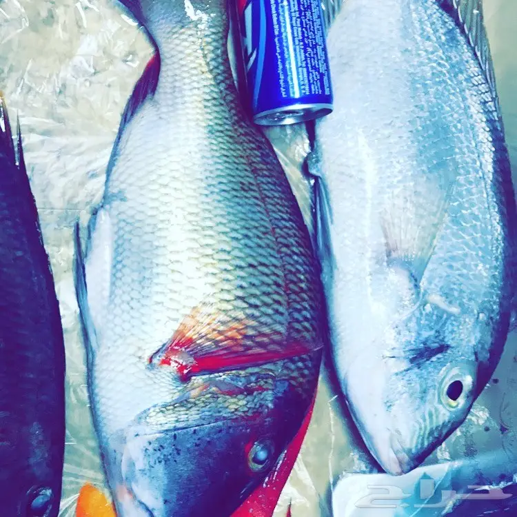 رحلات صيد  (image 3)