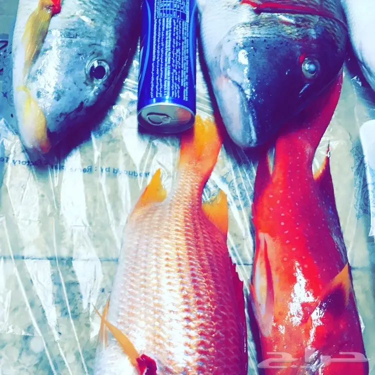 رحلات صيد  (image 4)