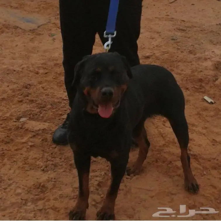 كلاب روت وايلر للبيع عدد 4 (image 3)