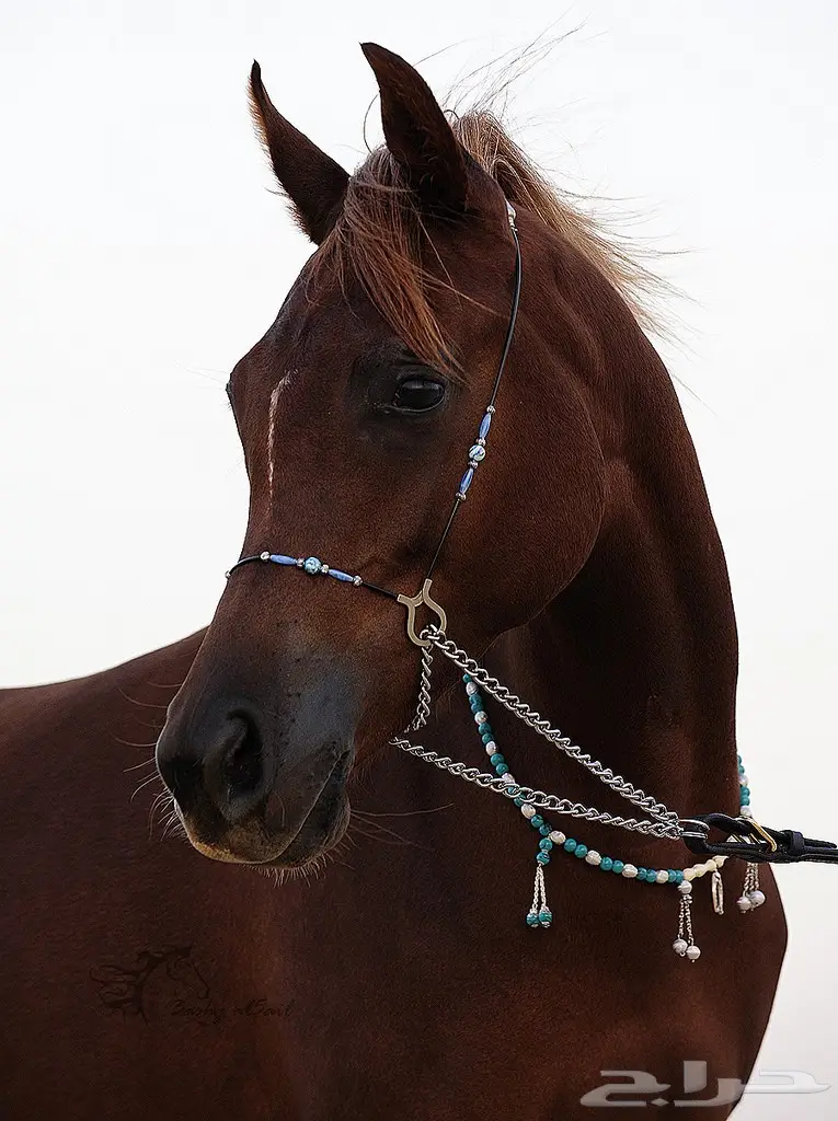 مطلووب مهره للبيع