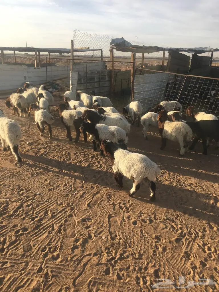 رخال نعيم (image 1)