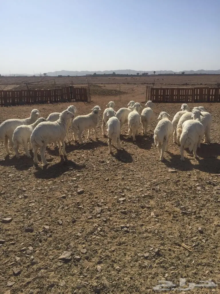 فرصة ذهبية: طِليان حريري فاخر - 15 قطيعًا (image 3)