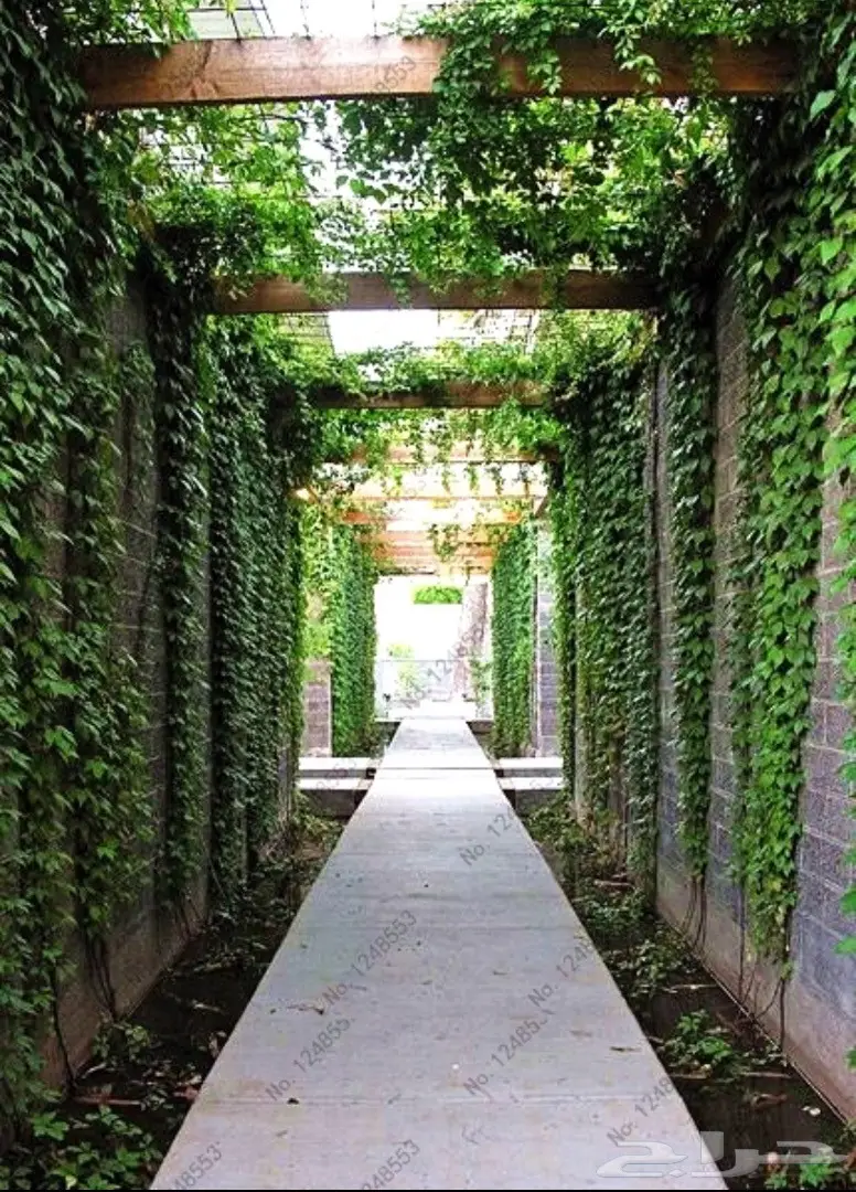 بذور اللبلاب المتسلق (image 1)