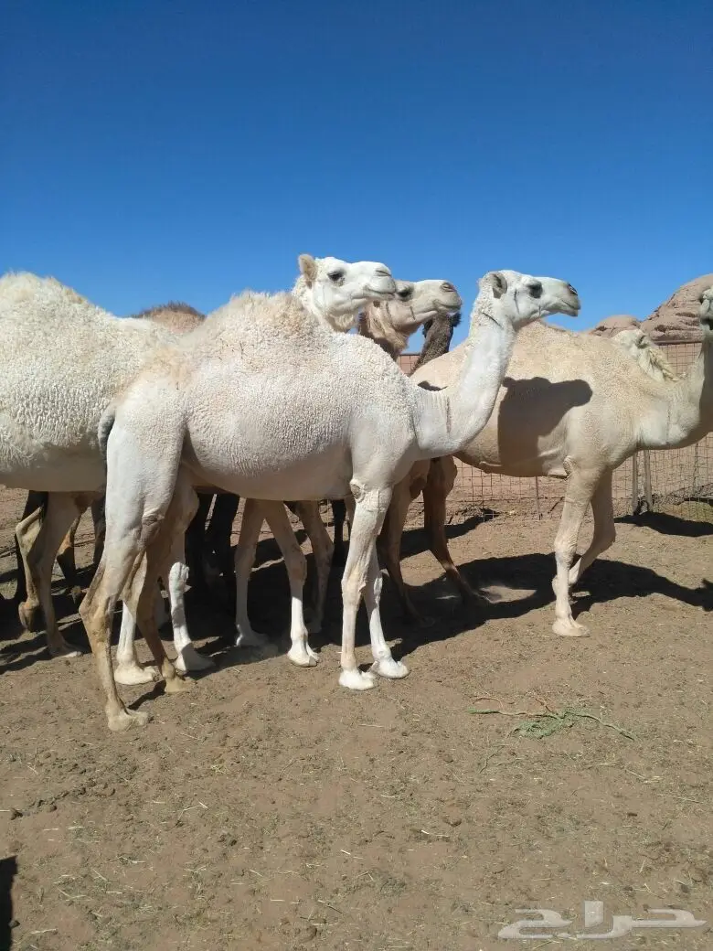 ابل للبيع  (image 10)