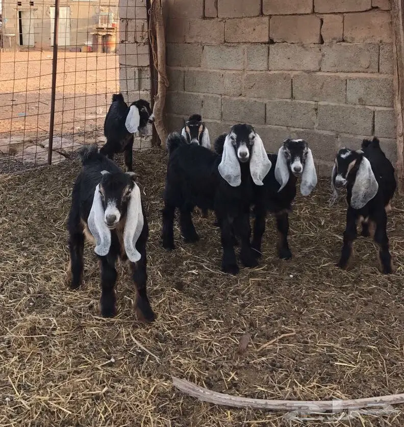 تيوس ذبايح  (image 8)