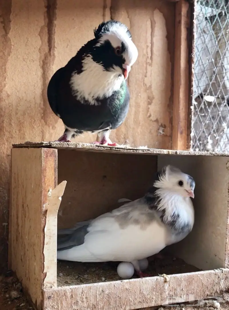 اربع اجواز عبسي (image 5)