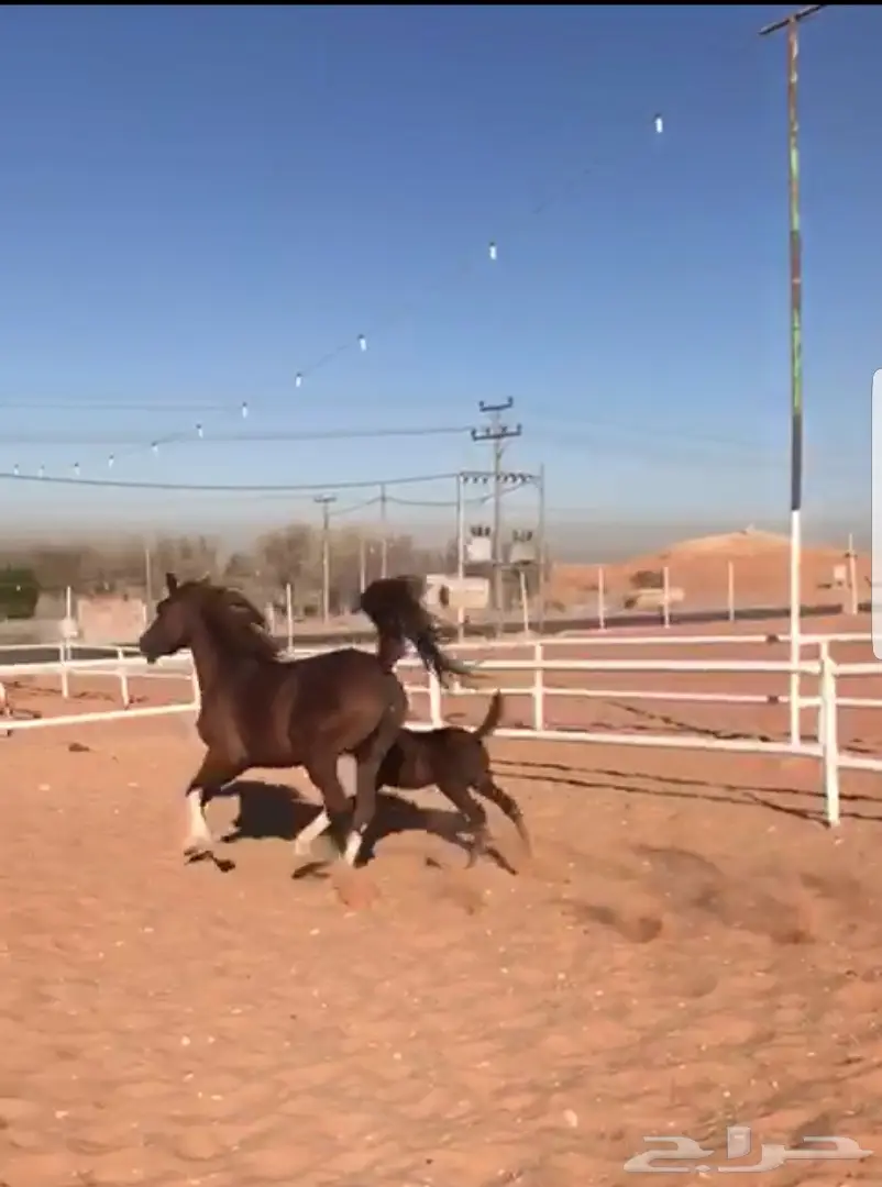 فرس شعبية لقاح - فرصة لا تُفوَّت! (image 3)