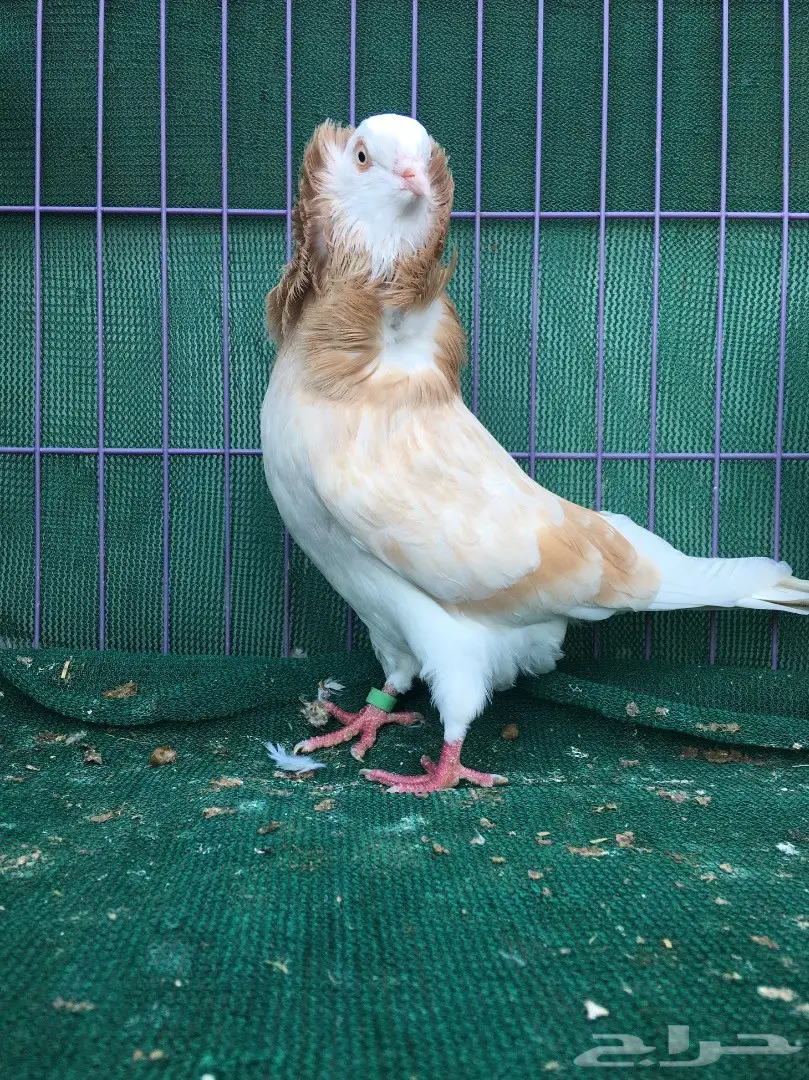 جوز بلجيكي كريمي (image 1)