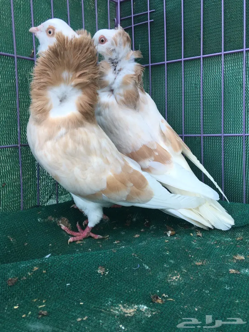 جوز بلجيكي كريمي (image 5)