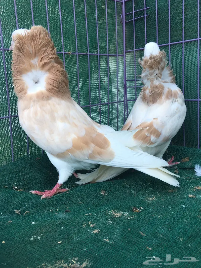 جوز بلجيكي كريمي (image 6)