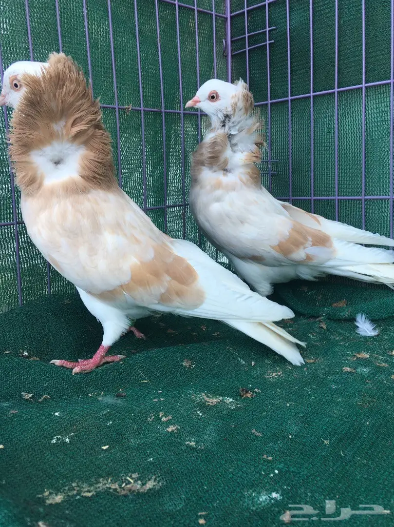 جوز بلجيكي كريمي (image 7)