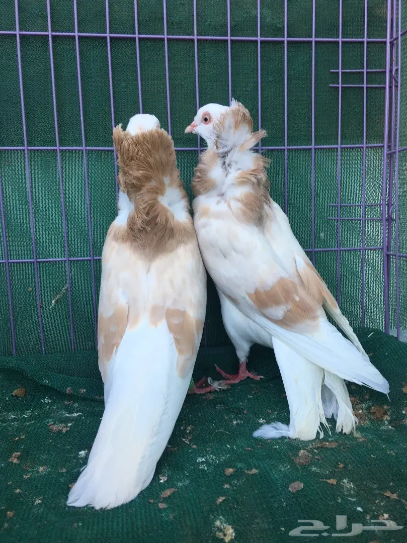 جوز بلجيكي كريمي (image 11)