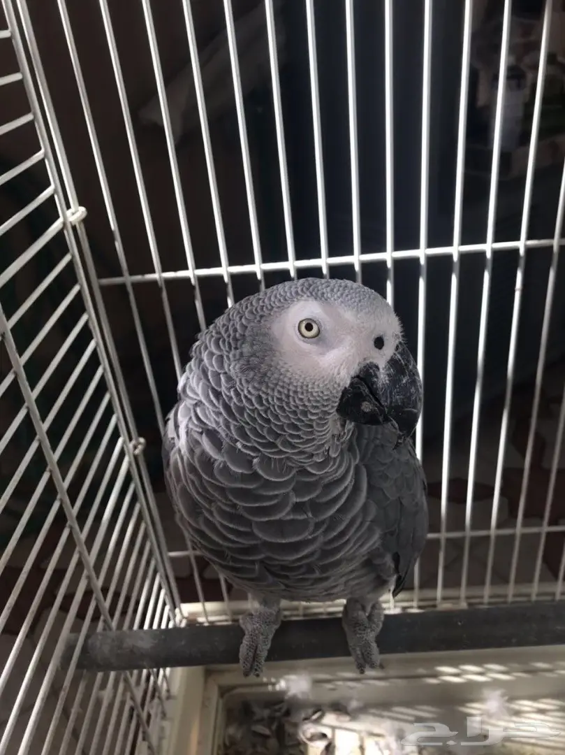 ببغاء كاسكو