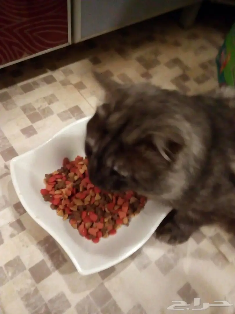 قط شيرازي فحل فريد من نوعه للبيع (image 2)