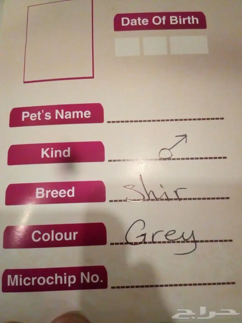 قط شيرازي فحل فريد من نوعه للبيع (image 3)