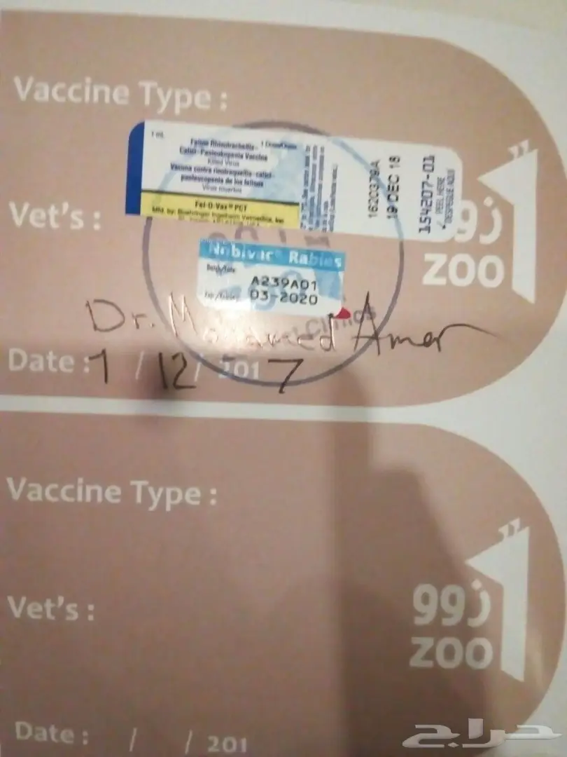 قط شيرازي فحل فريد من نوعه للبيع (image 4)