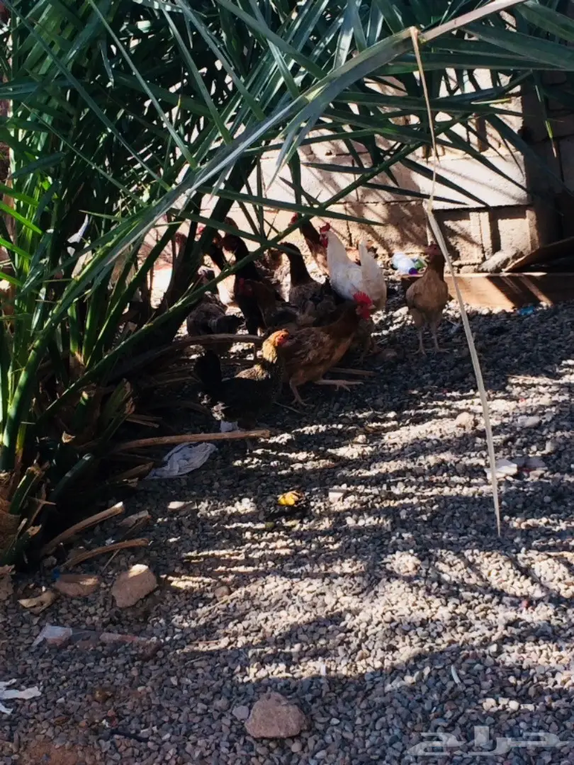 دجاج للبيع بياض