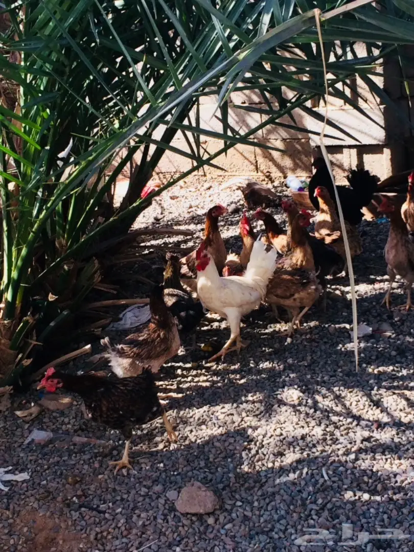 دجاج للبيع بياض (image 1)