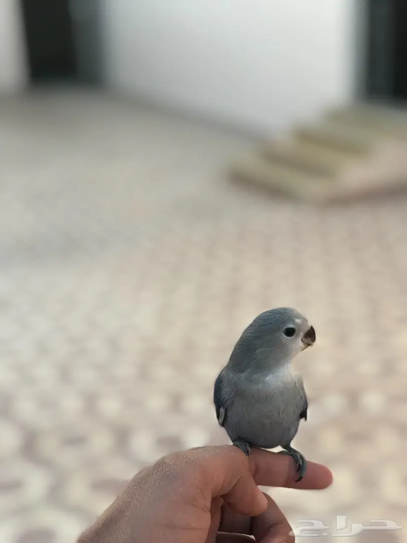 روز هدد شرط داخل وخارج البيت