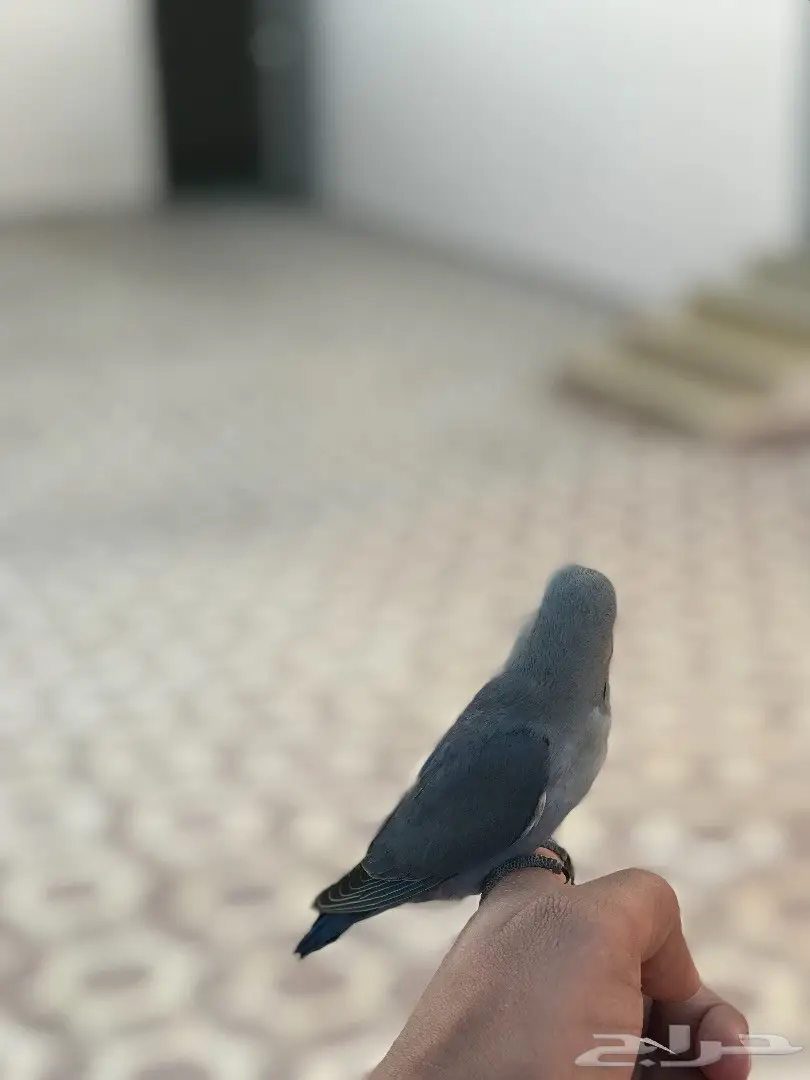 روز هدد شرط داخل وخارج البيت (image 1)