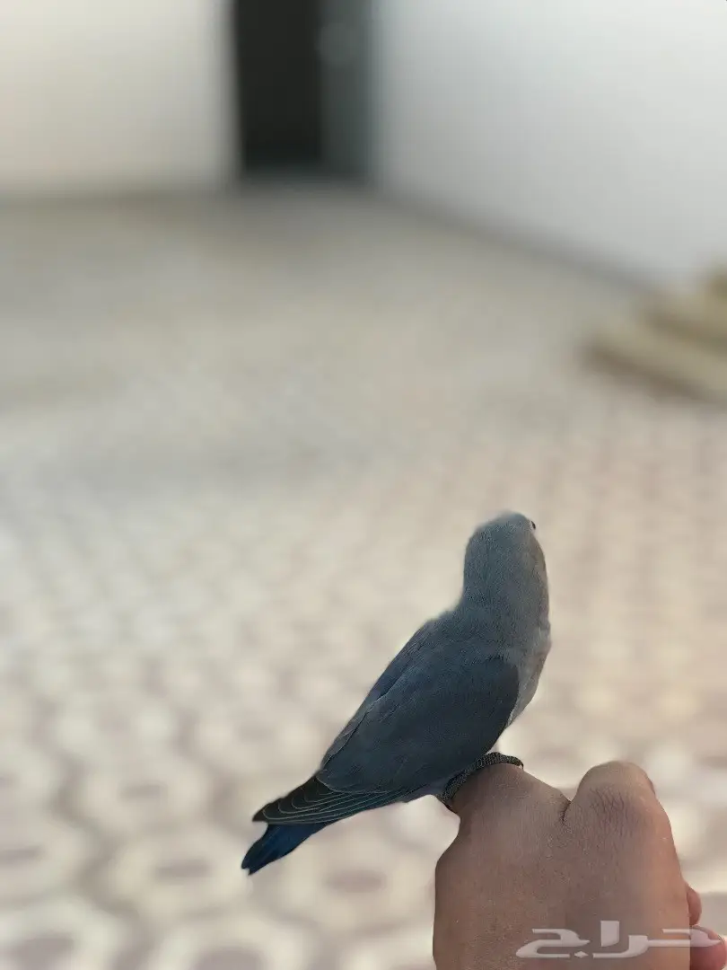 روز هدد شرط داخل وخارج البيت (image 2)