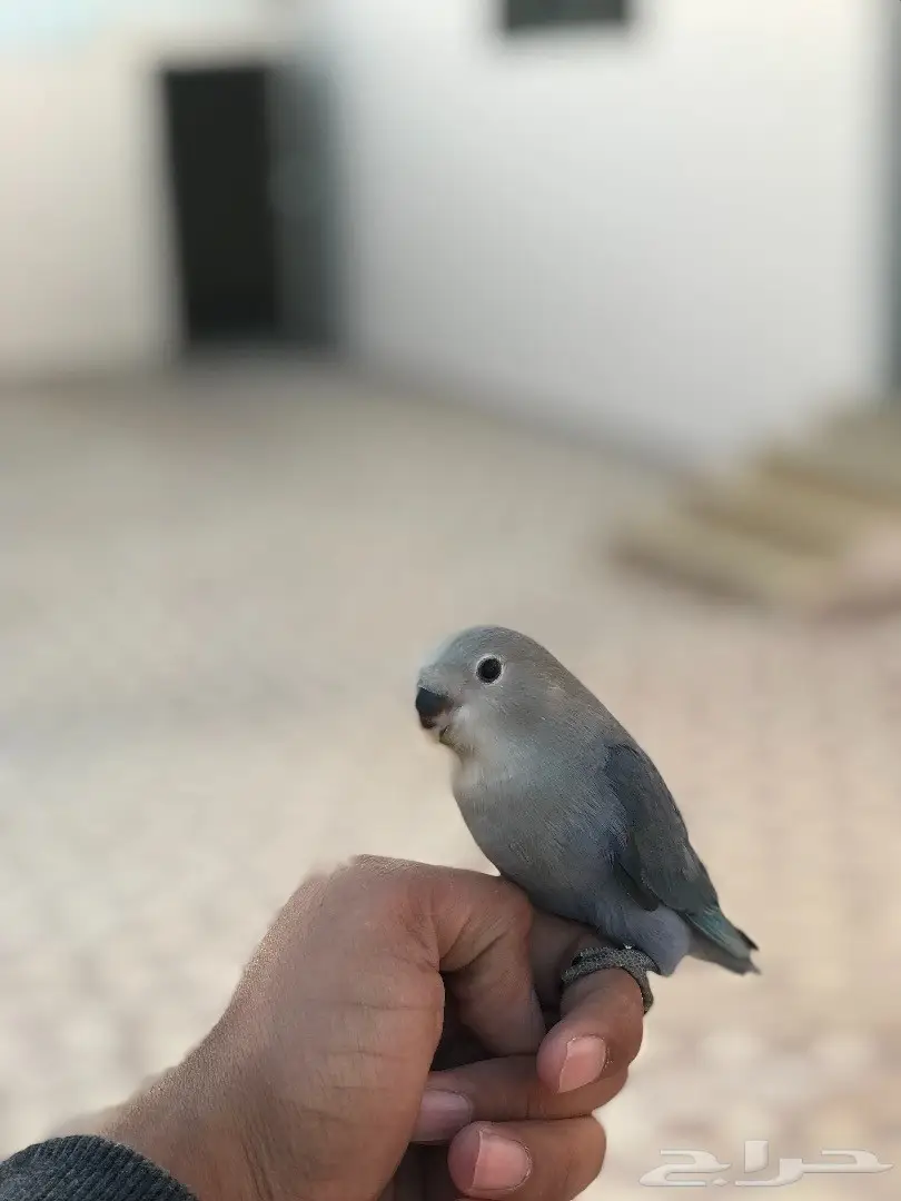 روز هدد شرط داخل وخارج البيت (image 4)