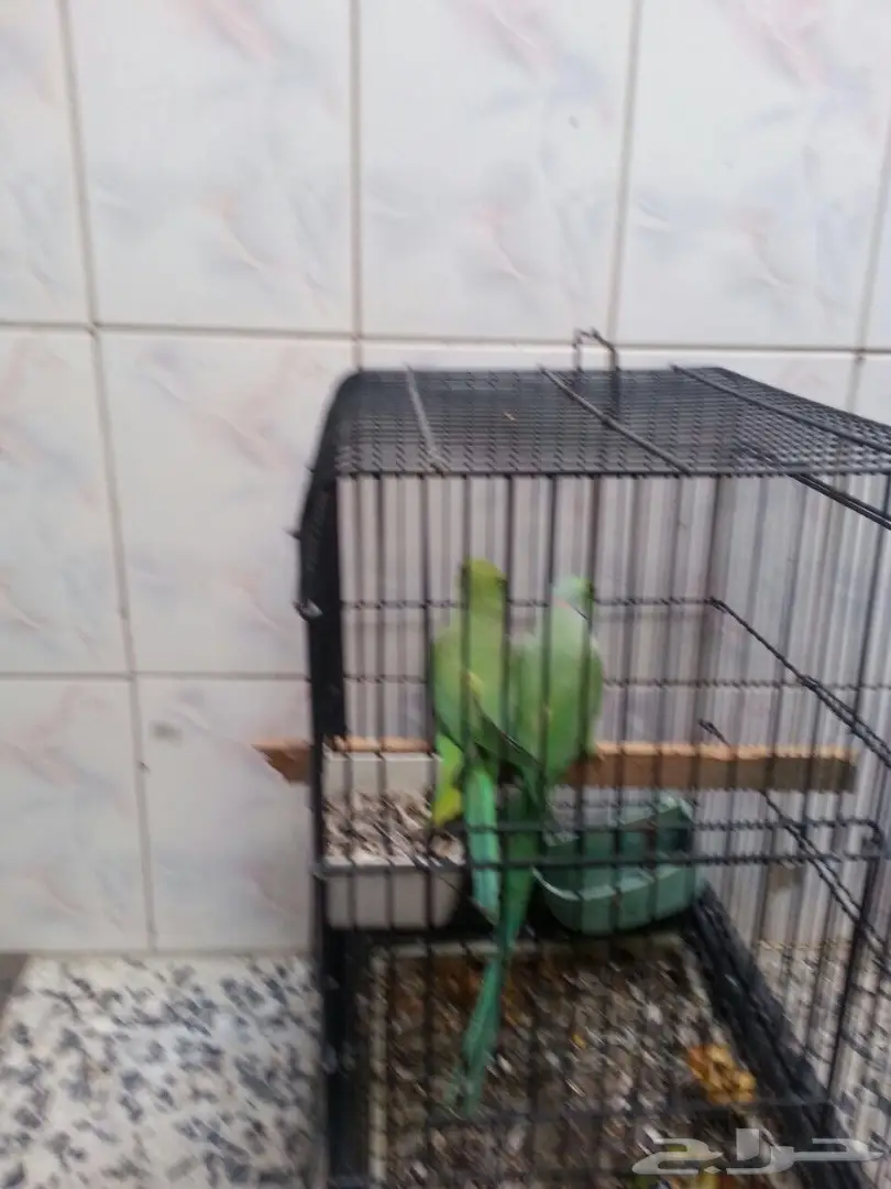 زوج دره منتج