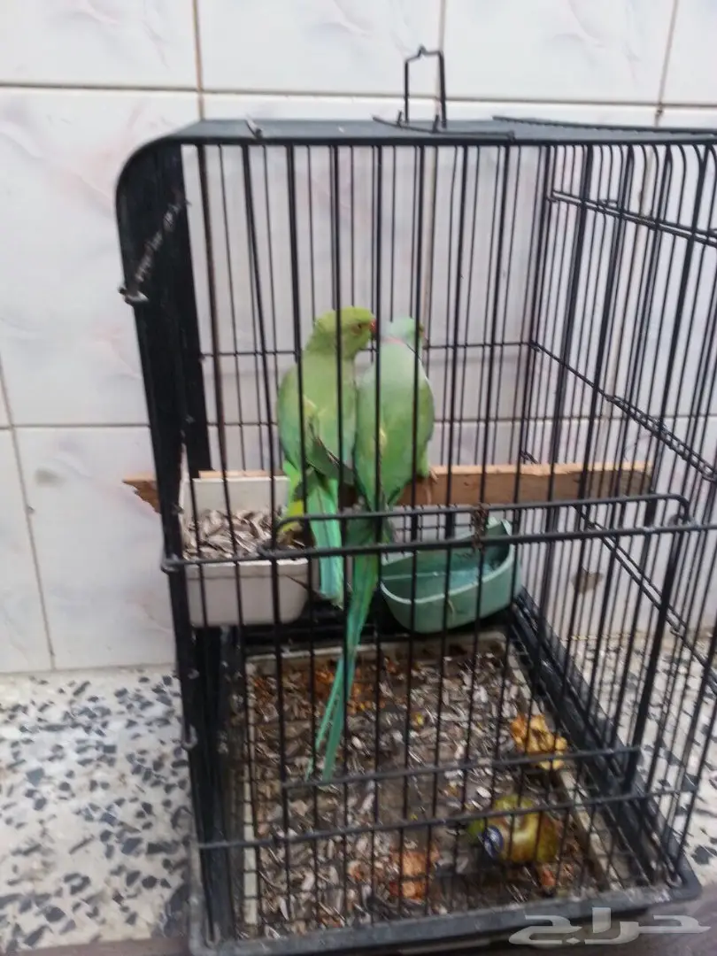 زوج دره منتج (image 1)