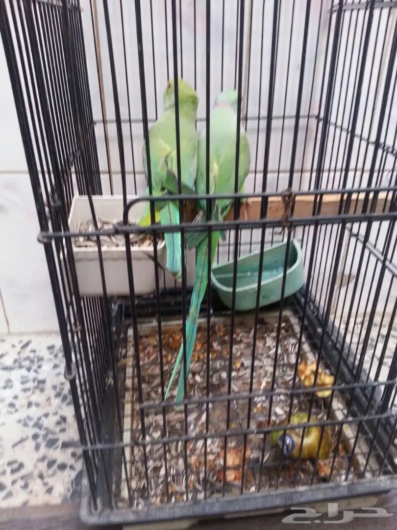 زوج دره منتج (image 2)