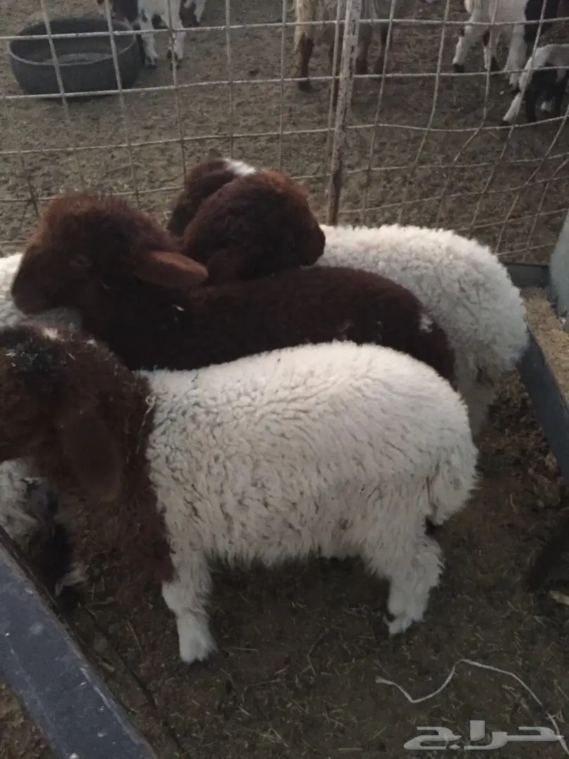 رخال اعماره ثلاث شهور