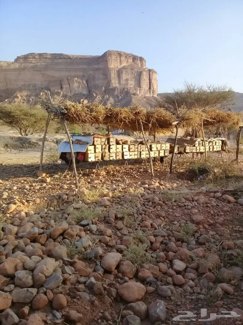 عسل سدر و سمر اصلي من وادي جردان باليمن  (image 5)