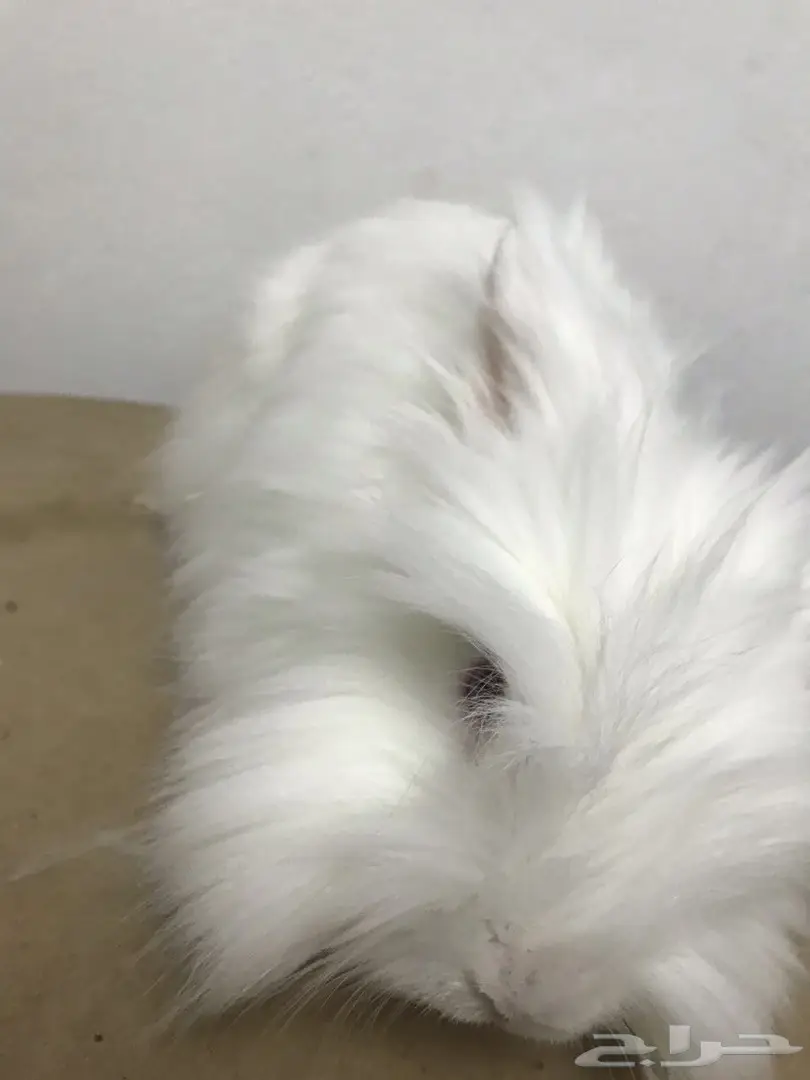 ارنب انقورا 