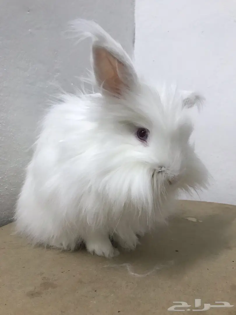 ارنب انقورا  (image 4)