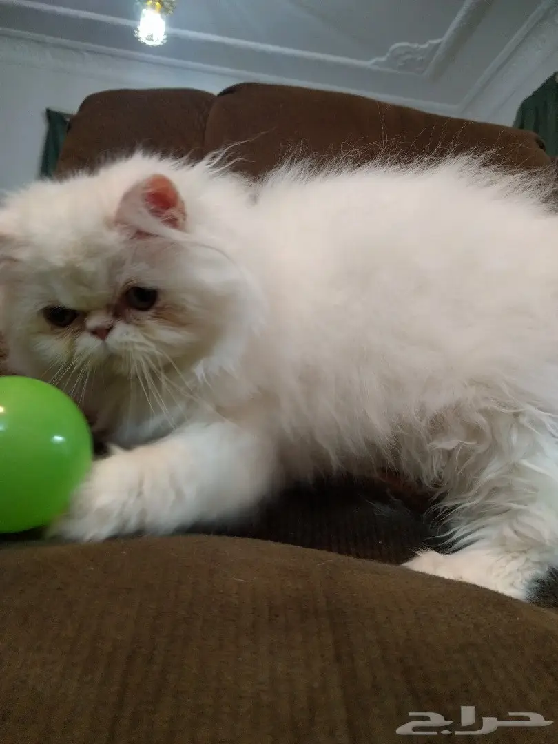 بيكي فيس بيرشن ذكر ابيض  (image 3)