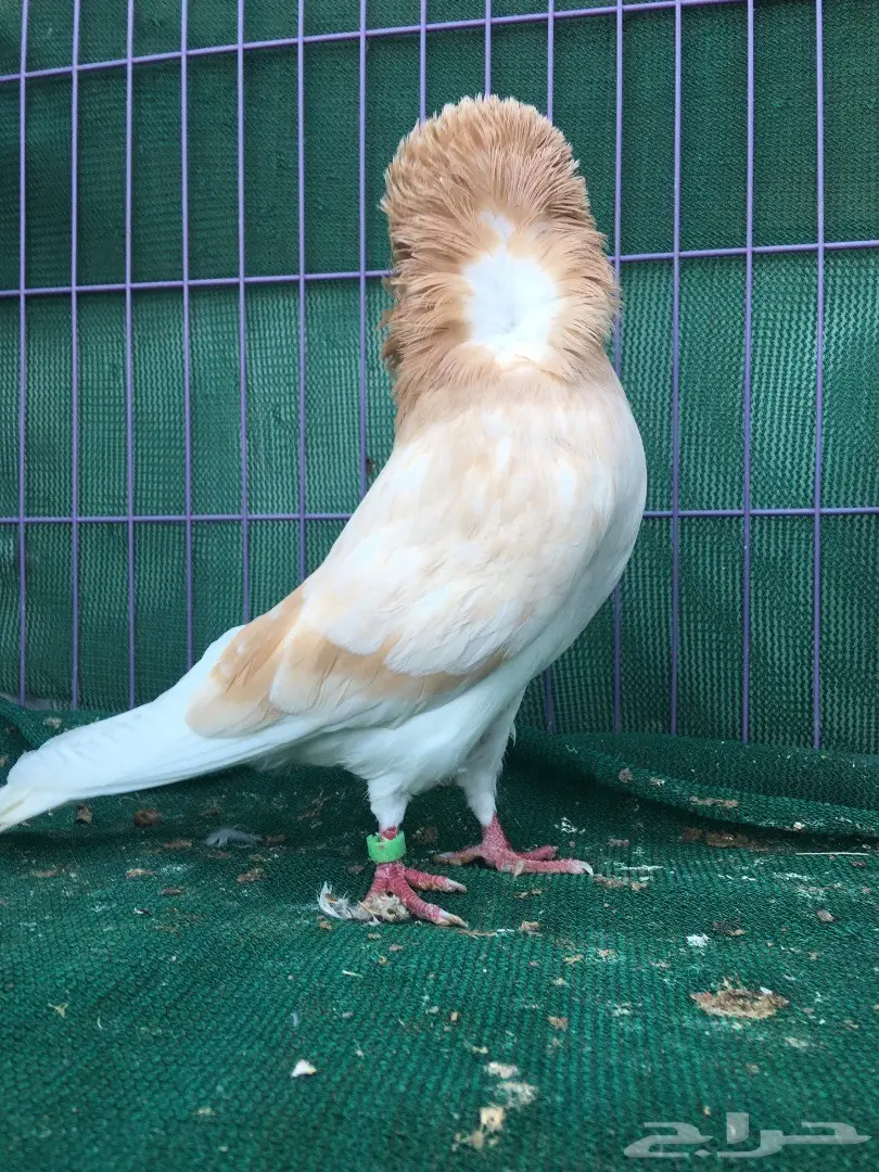 جوز بلجيكي كريمي