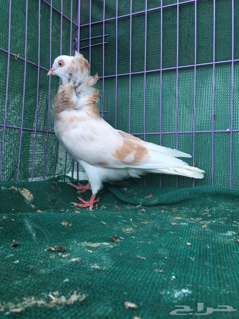 جوز بلجيكي كريمي (image 2)