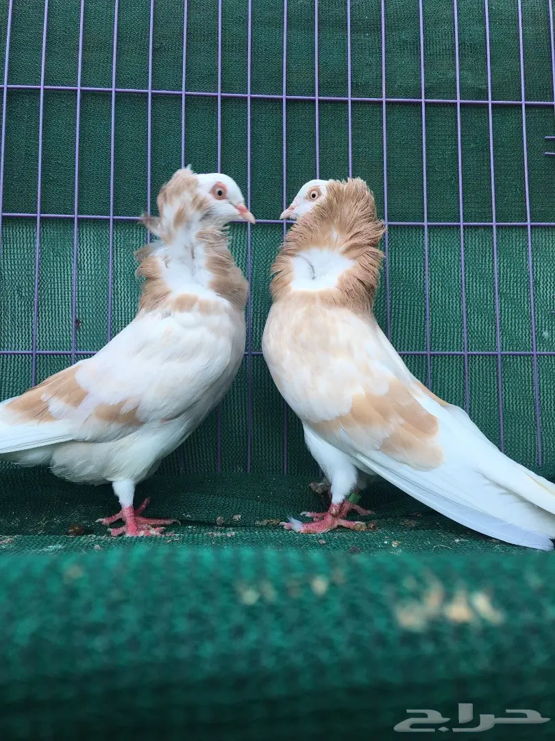 جوز بلجيكي كريمي (image 3)